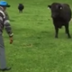 Illustration for article titled 81 Year-Old Birthday Boy Saves Truck From Angry Bull